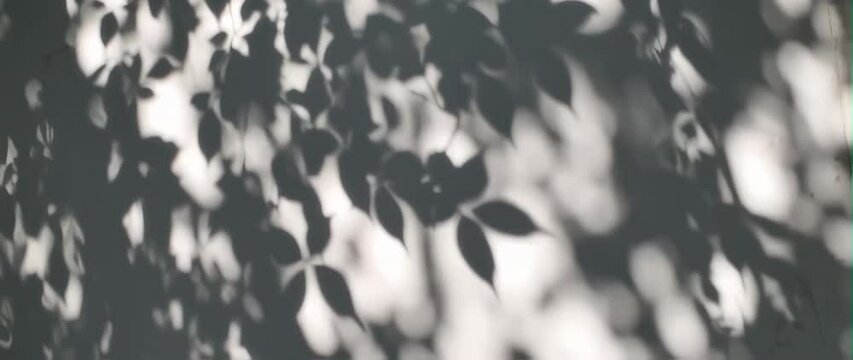 Anamorphic video natural tree leaves shadow on wall background 