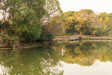 Obraz premium Lush greener around the pond in the park