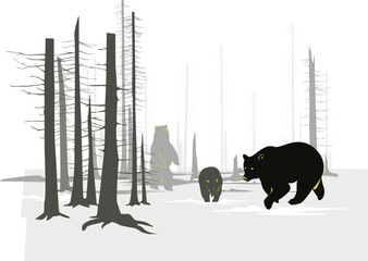 Vector Bears in winter forest landscape illustration drawing