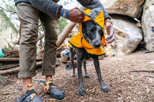 putting on dog jacket 