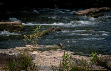 Mill Stream Gardens on the St Francois  river in Missouri