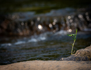 Mill Stream Gardens on the St Francois  river in Missouri