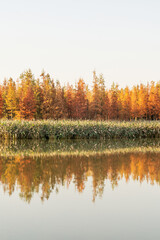 Beautiful colorful forest landscape in autumn season