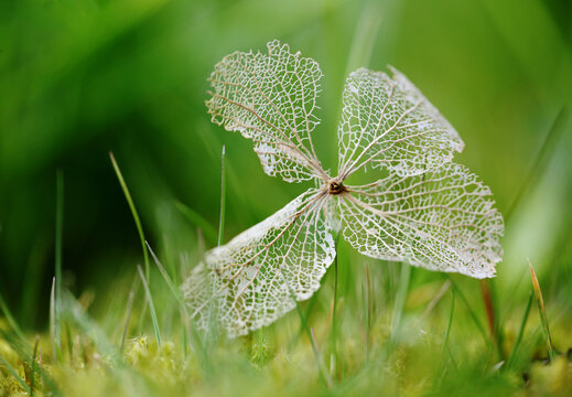 Hydrangea flower framework