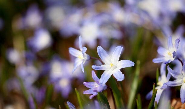 glory-of-the-snow flowers 
