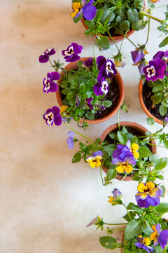 Pretty potted violas