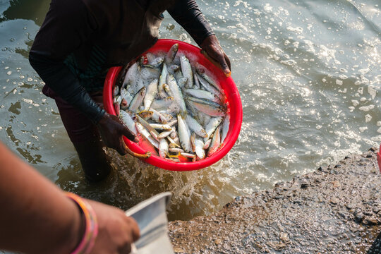 Kasimedu Fishing Harbour