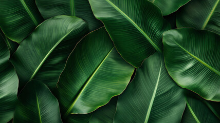 Lush green banana leaves overlapping in tropical pattern, vibrant foliage texture for natural background