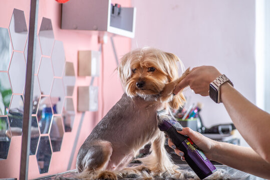 Anonymous Groomer clipping Yorkshire Terrer