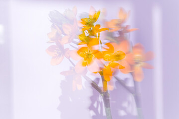Bright orange flowers are captured with a dreamy effect