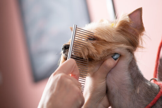 Unrecognizable Groomer combs Yorkshire Terrier