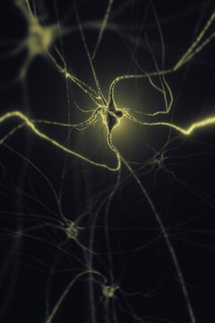 Neurons lighting with electrical signals