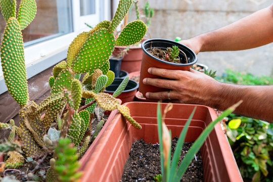 Gardener holding plant pot in the garden