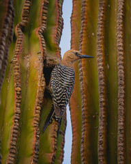 Carpintero sobre Cactus en el Desierto de Sonora © gatomocho