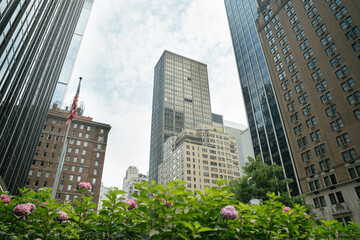 Bright pink flowers bloom in front of tall glass buildings in New York City. Nature and urban design meet in the heart of Manhattan.