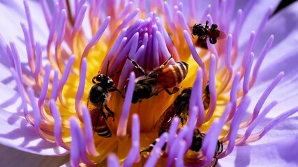 Bees Gathering Nectar from Vibrant Lotus - Powered by Adobe