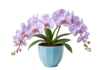 Orchid Flower Plant in Blue Ceramic Pot on White Background

