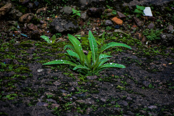 Fresh green plant with dewdrops sprouting from dark, mossy ground.