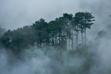 Enigmatic pine forest in Meghalaya, shrouded in atmospheric mist, creating a serene and mysterious...