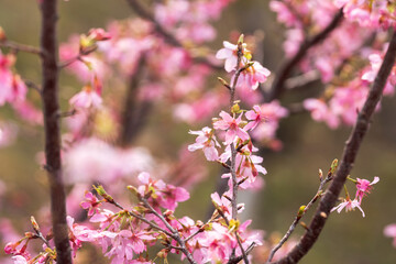 In spring, the cherry blossoms are in full bloom