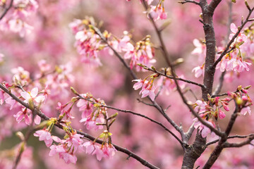 Fototapeta premium In spring, the cherry blossoms are in full bloom