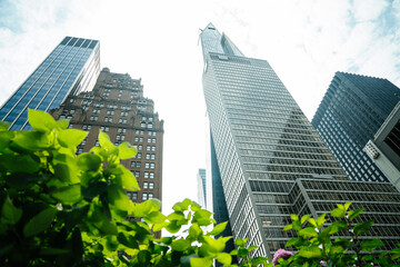 A green leafy bush contrasts with soaring towers in New York City. The glass architecture glistens under a cloudy sky.
