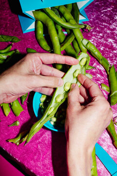 man about to shell a broad bean pod