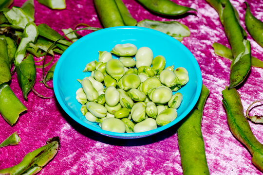 broad beans in a blue plastic bowl