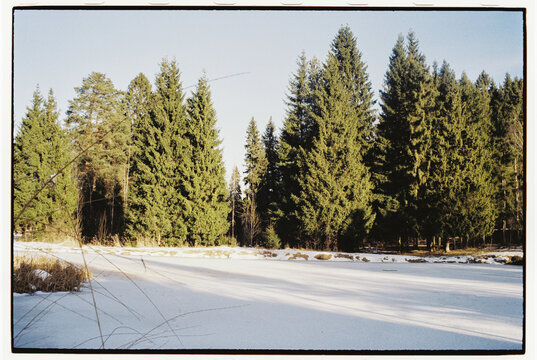 Snowy Winter Forest with Pine Trees and Ice
