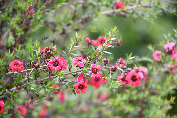 ギョリュウバイ　manuka, tea tree	