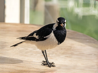 Magpie Lark On Table Attentive