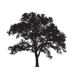 Fototapeta premium Ancient Tree Silhouette Vector