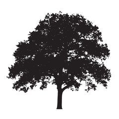 Fototapeta premium Canopy Oak Tree Graphic