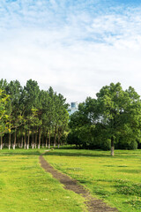Beautiful panorama of green city park