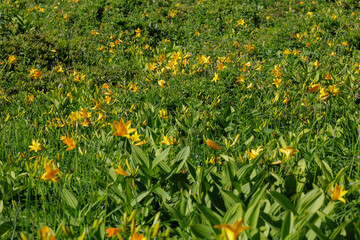 ニッコウキスゲ