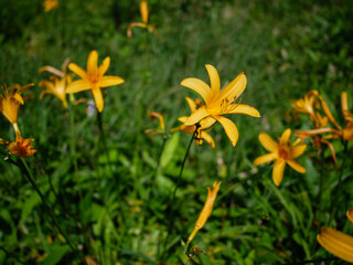 ニッコウキスゲ