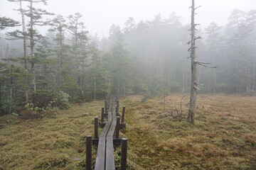 白駒湿原の木道 （北八ヶ岳）