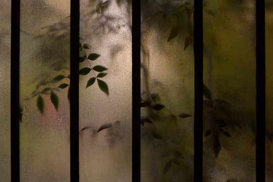 Plants behind the glass