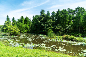 Lush greener around the pond in the park