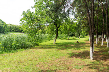Beautiful panorama of green city park