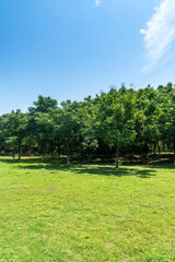 Beautiful panorama of green city park