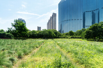 Obraz premium city park with modern building background in shanghai