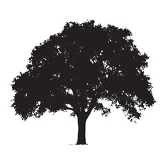 Historic Tree Isolated Clipart