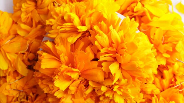 Top view of rotating cempas&uacute;chil flowers, a Day of the Dead altar decoration.