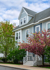 Newly built charming home with blooming pink tree in springtime in Brighton, Massachusetts, USA
