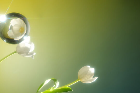 Gentle light illuminates white tulips on a green gradient background
