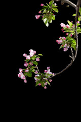 Crabapple branches illuminated by sunlight against a black background