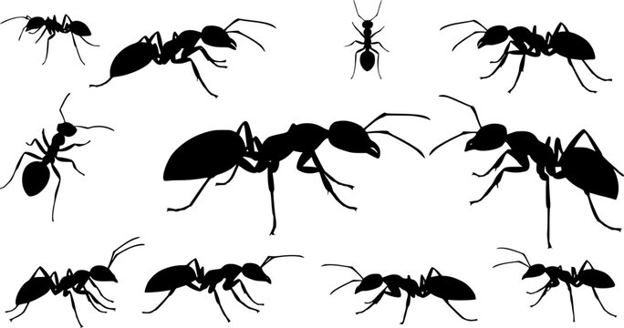 Insect Insects ant ants emmet pismire banner Vector, vector set silhouette
