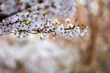 Blossoming beautiful white cherry blossom branches.