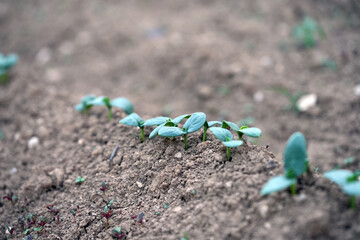 cucumber seedling